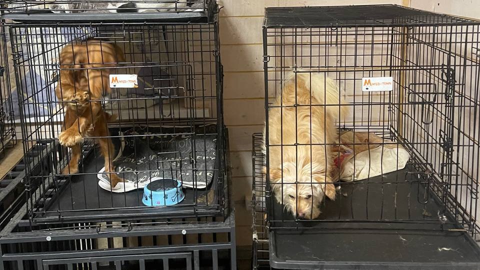 Скандальная зоогостиница DogTown, в которой мучили собак, закрылась в Чехове