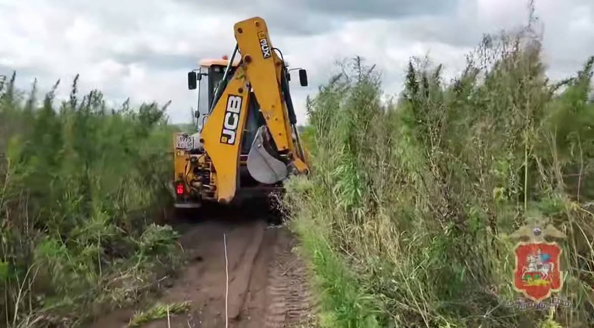 В Подмосковье ликвидировали более 800 килограммов дикорастущей конопли