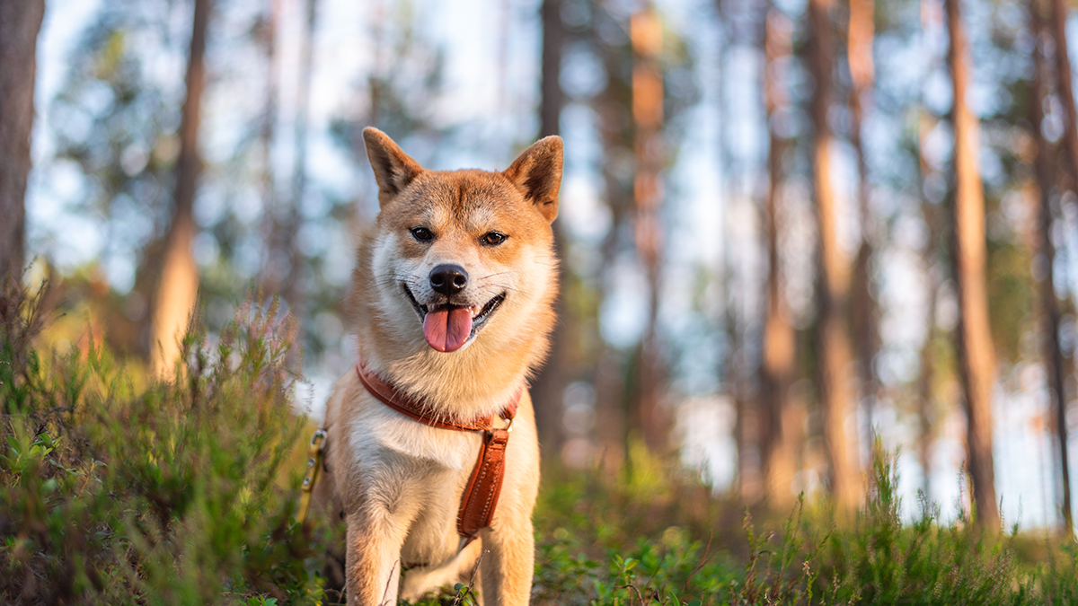 Заболевшему псу из мема «Это фиаско, братан» понадобилась помощь ветеринара