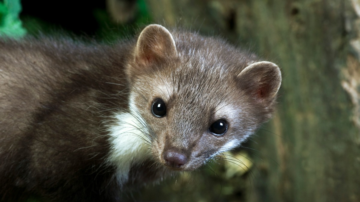 Куница в Греции напала на прикованную к постели пенсионерку и отгрызла ей руку