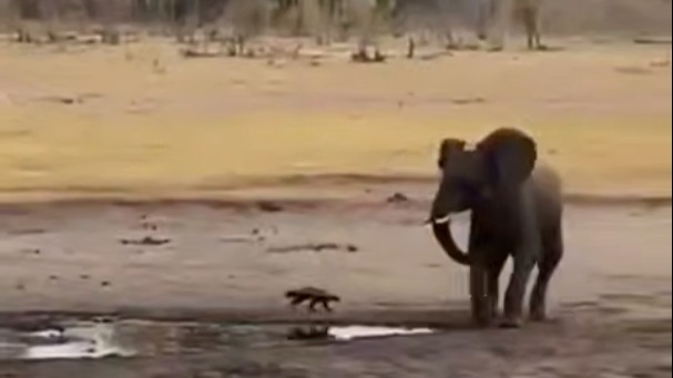 Медоед напал на слона в Зимбабве, их битву сняли на видео