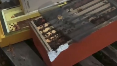 Медведь снес электроизгородь, разгромил пасеку, убил пчел и съел мед в Мурманске