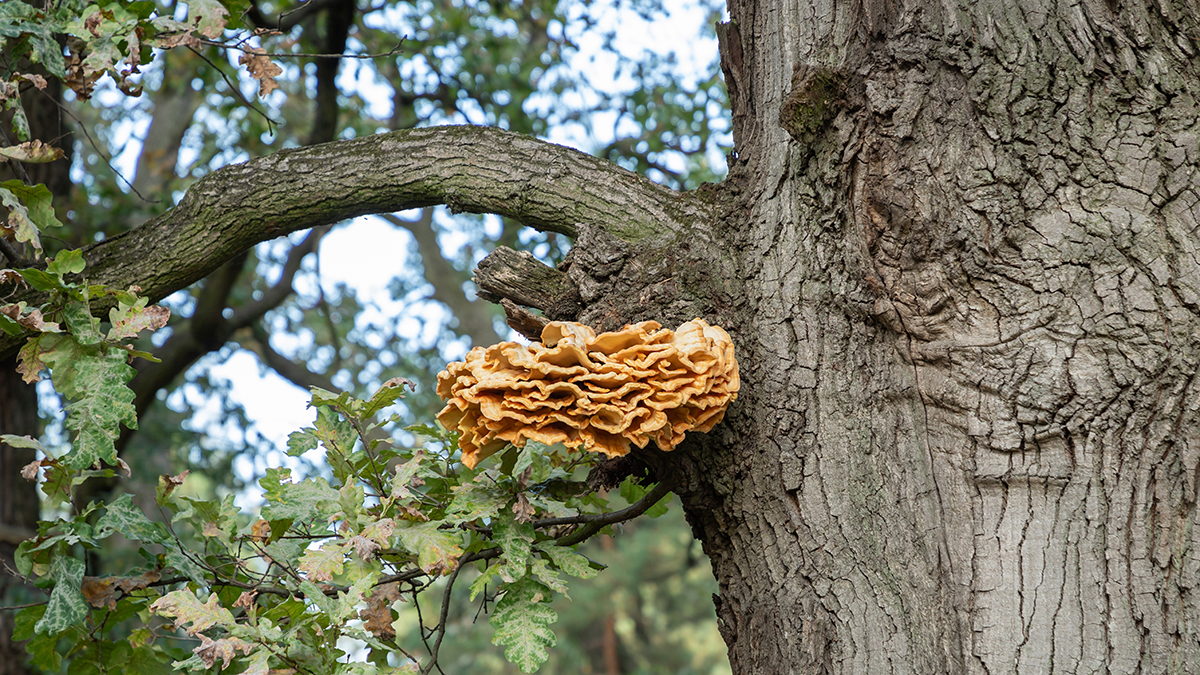Трутовики серно-желтые появились в Москве