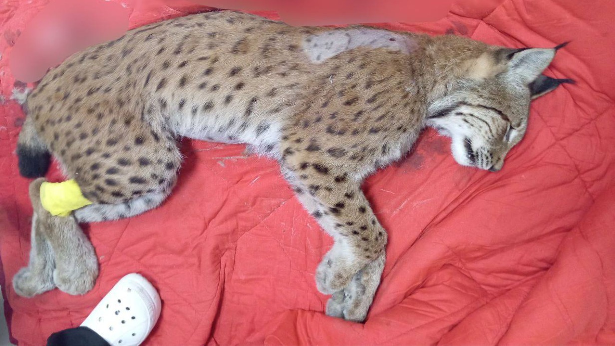 Браконьеры в Калининградской области застрелили редкую рысь из Красной книги