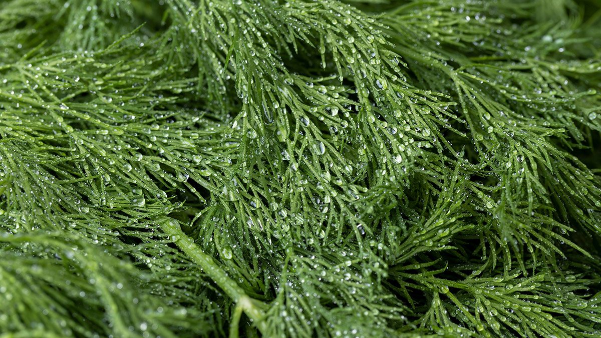 Около 130 килограмм наркотика попытались провезти в Дагестан под видом укропа