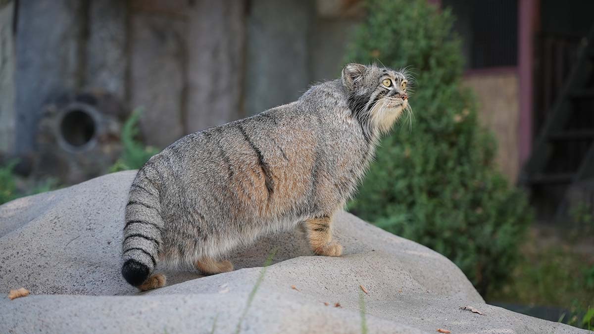 Манул Тимофей из Московского зоопарка начал зажировку к зиме