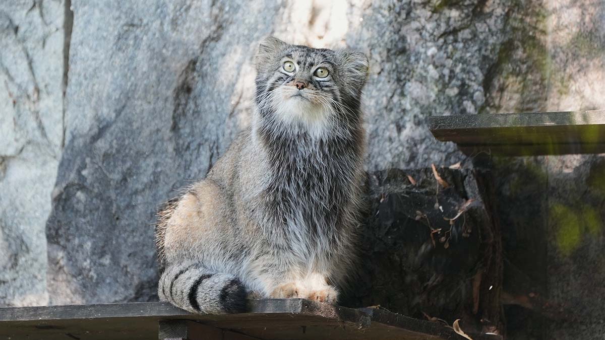 В Московском зоопарке показали подготовку манула Тимофея к весне