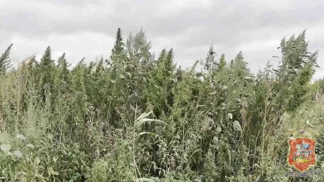 Полицейские уничтожили свыше гектара дикорастущей конопли в Подмосковье