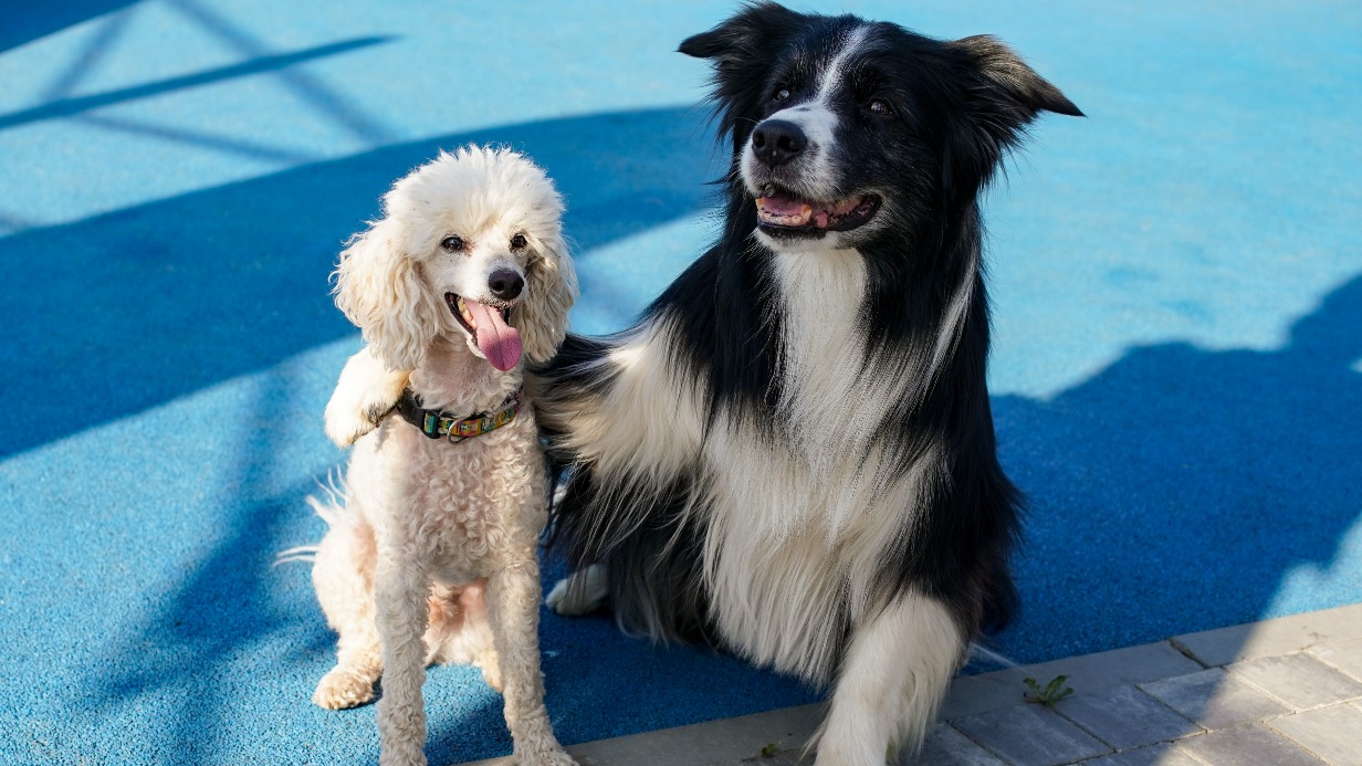 Сергунина: Мероприятия «Друг, спасатель, защитник» прошли более чем в 70 районах столицы