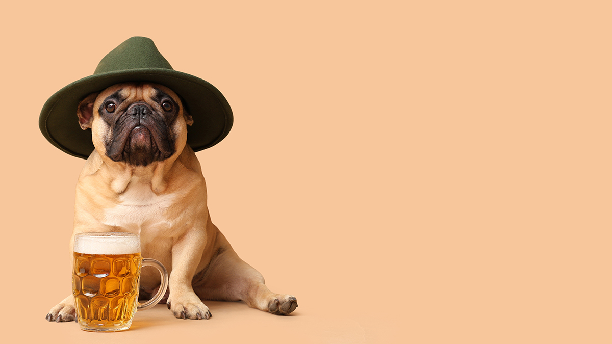 Пиво для собак: состав, вред, последствия