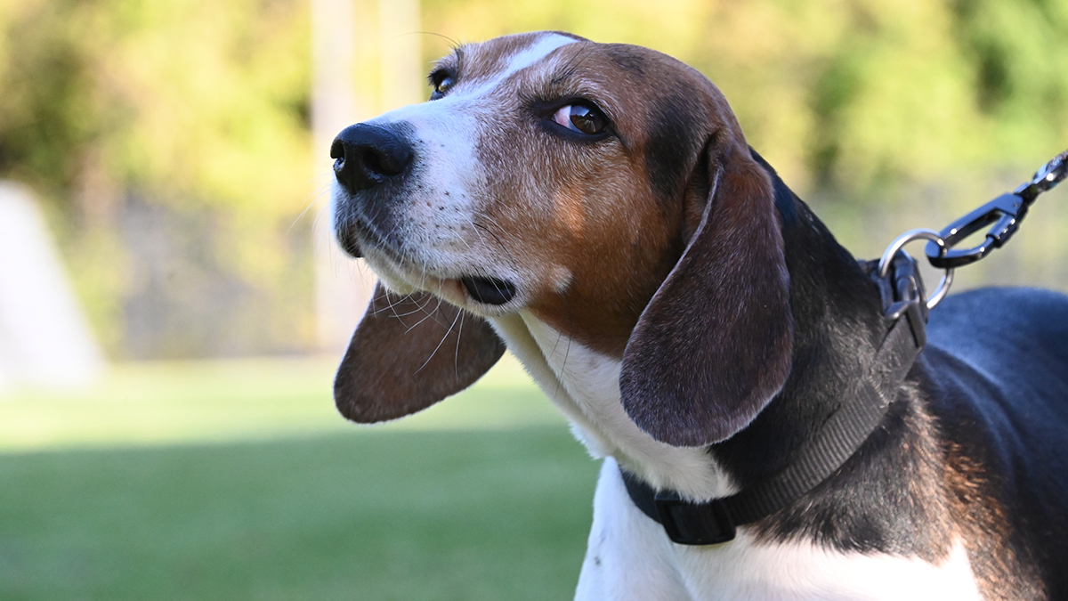 Догхантеры раскидали смертельно опасную отраву по подмосковному поселку