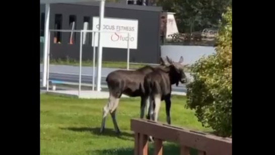 Два лося вышли к торговому центру Vegas у Красногорска