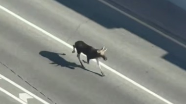 Переплывшие Москву-реку лоси вышли к зданию правительства Подмосковья