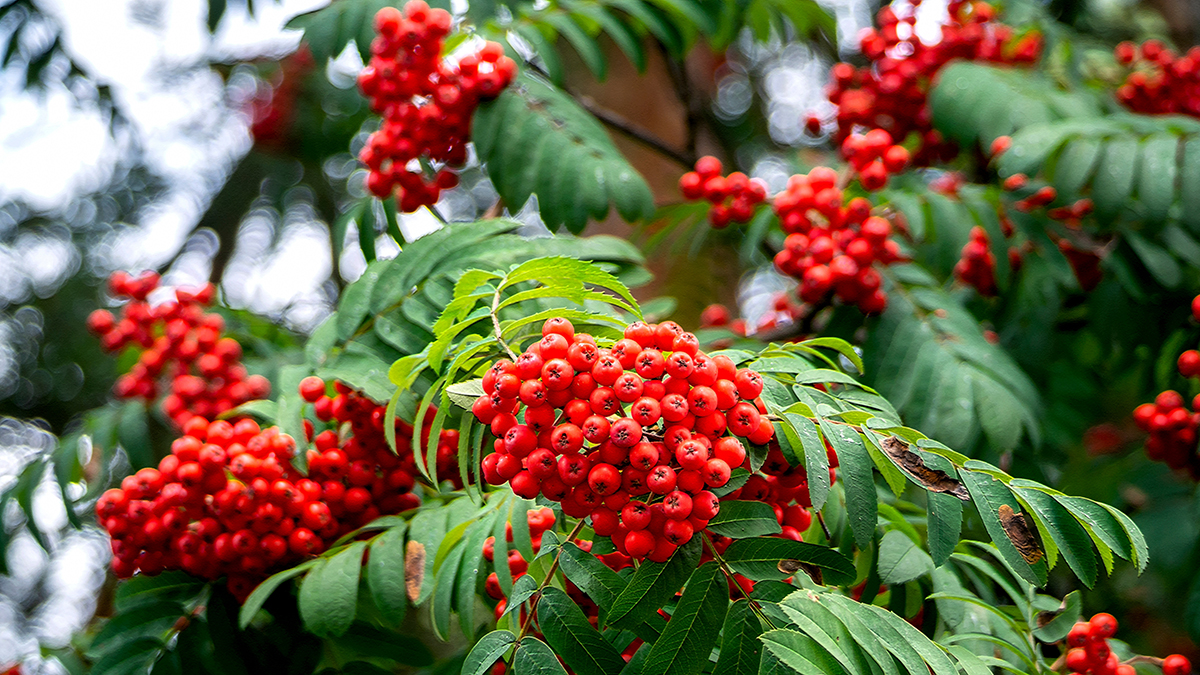 Пожилая россиянка пила из луж и ела рябину, чтобы выжить трое суток в лесу