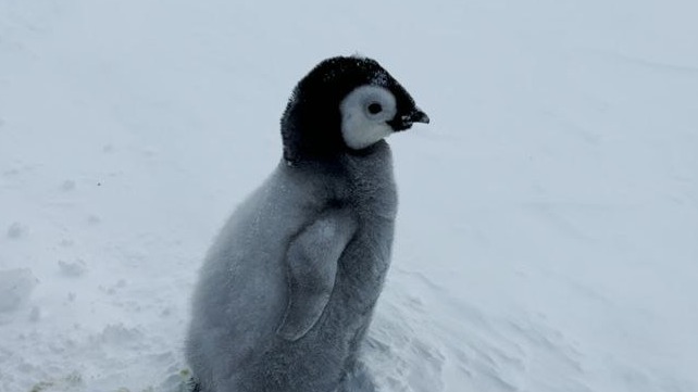Российские полярники в Антарктиде спасли из ловушки императорского пингвиненка