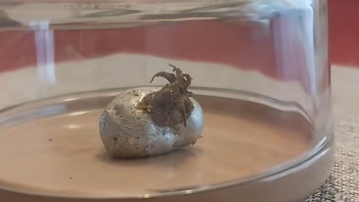 Житель Панамы обнаружил загадочный метеорит с щупальцами