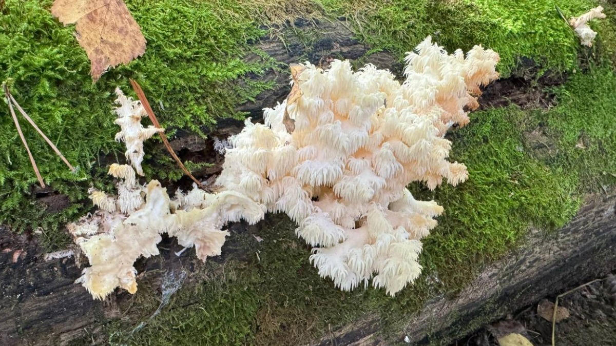 Редкий краснокнижный гриб ежовик коралловидный вырос в нацпарке «Лосиный Остров»