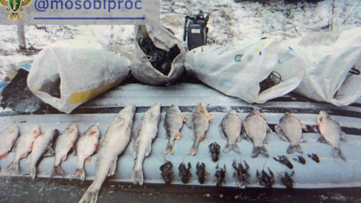 Тысяча рыб погибла при загрязнении реки в Подмосковье