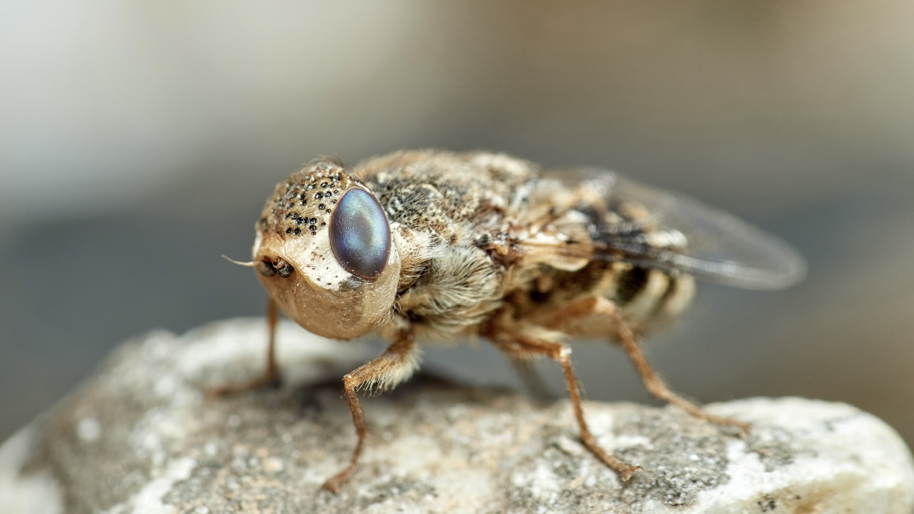 Как происходит заражение личинками овечьего овода и чем это опасно