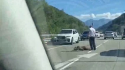 Женщина насмерть сбила медвежонка на дороге в Сочи