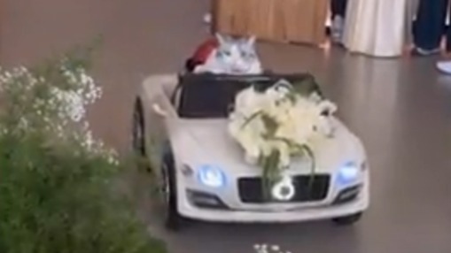 Кошка на Bentley привезла кольца на свадьбу в Китае