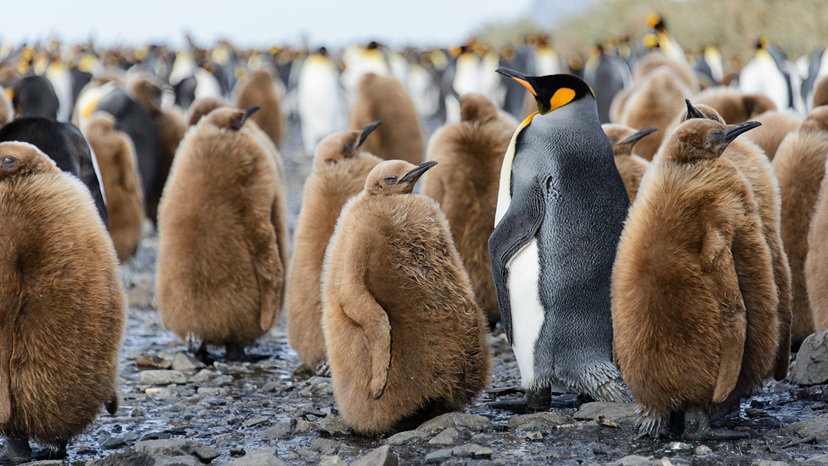 Императорских пингвинов и кергеленских морских котиков признали вымирающими видами