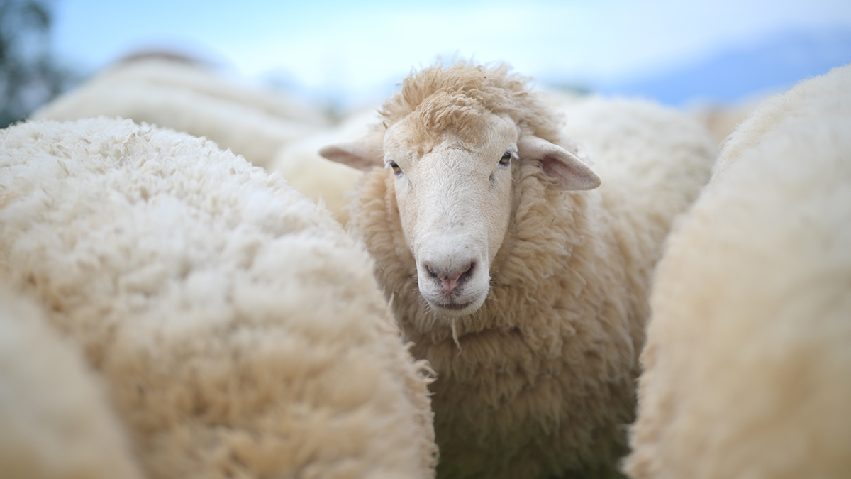 В Германии 50 овец отбились от стада, зашли в магазин и разгромили отдел напитков