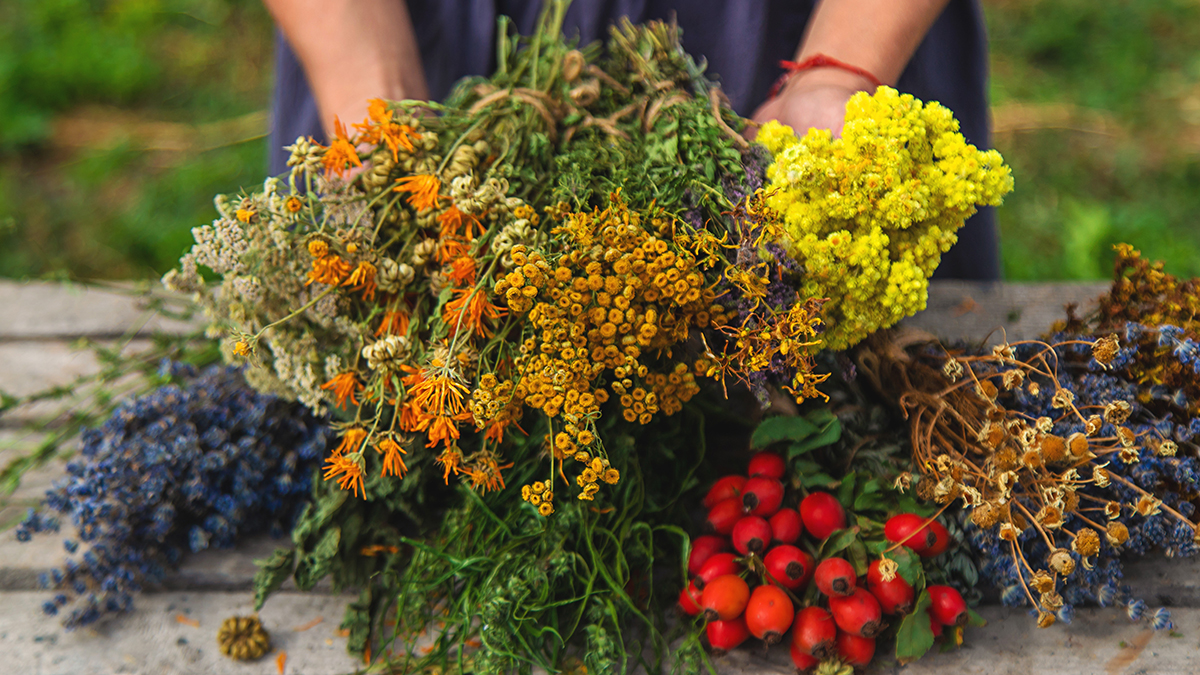 В Московской области открыт осенний сезон сбора лекарственных растений