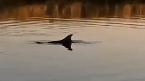 Дельфина, которого месяц вылавливали из пресной воды на Кубани, удалось спасти