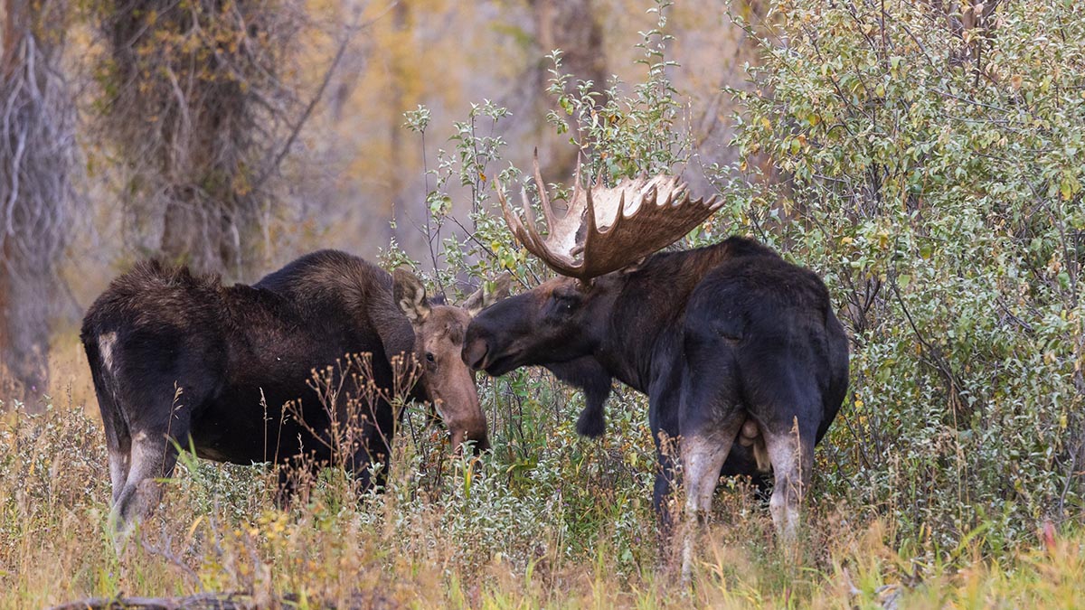 Ветврач Шеляков: Гон у лосей в Подмосковье закончится в октябре