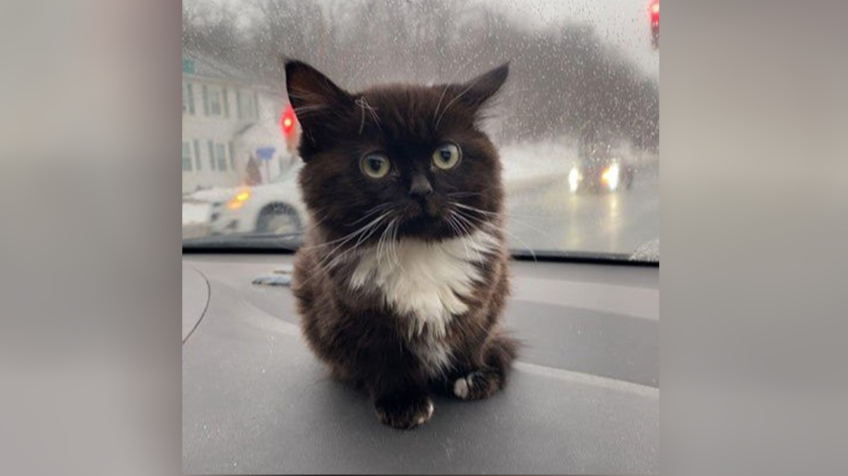 Что означает слово «чмоня»