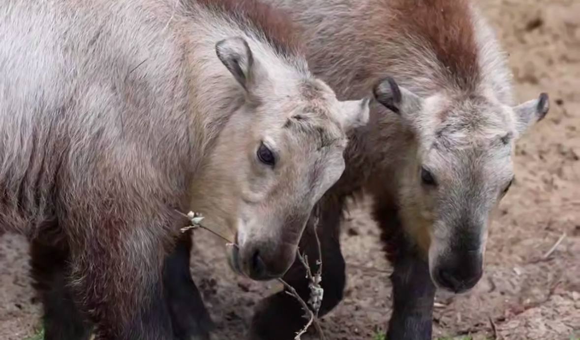 Московский зоопарк показал подросших сычуаньских такинов