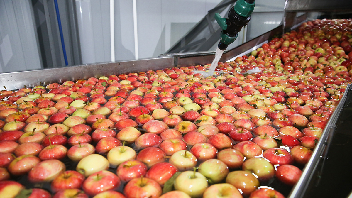 Эксперт Ким назвала три главных тренда на рынке яблок в России