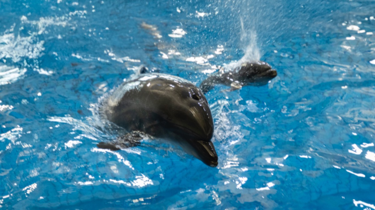 Детеныш черноморской афалины родился в «Москвариуме»