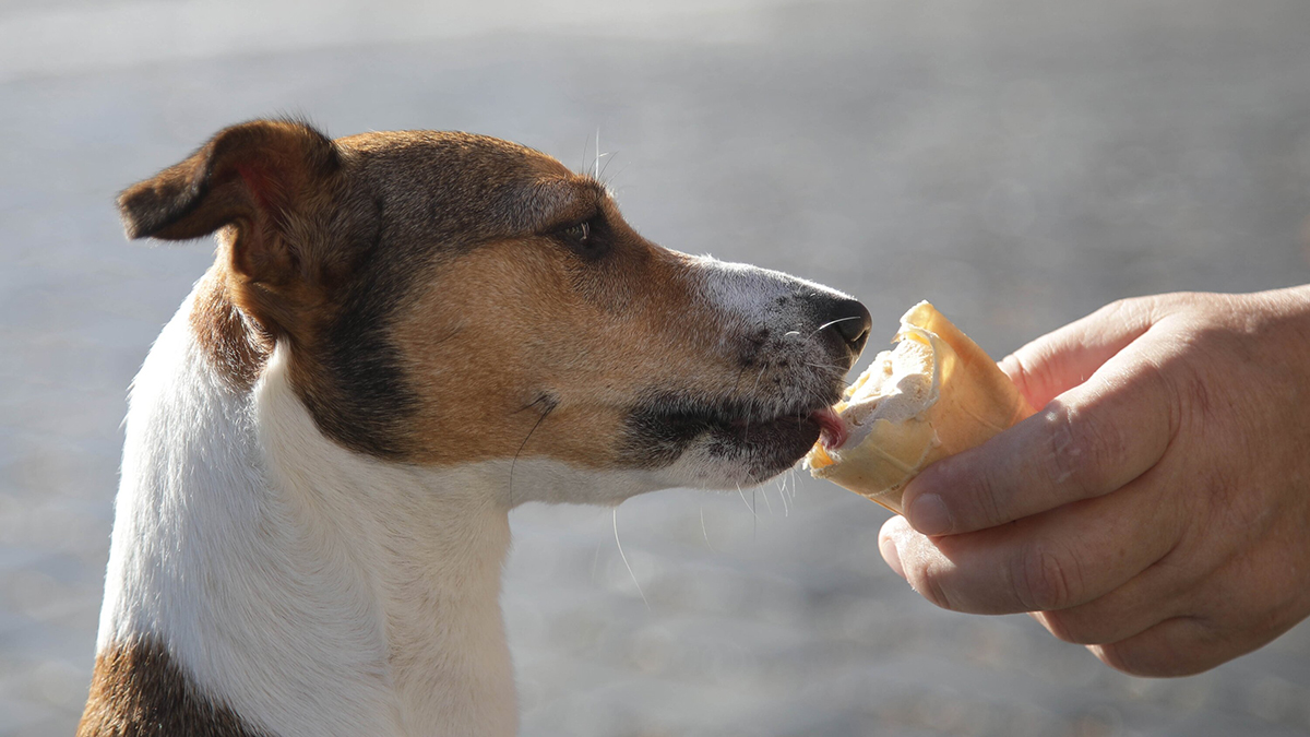 Ветеринары выяснили, что питомцы москвичей стали чаще страдать от ожирения