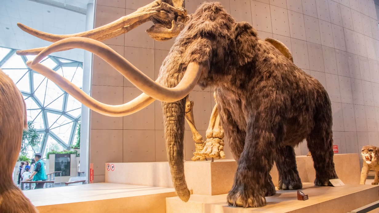 Последние мамонты на острове Врангеля вымерли примерно 4 тысячи лет назад