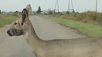 СМИ: «Зомби»-косуль начнут разыскивать в Курганской области