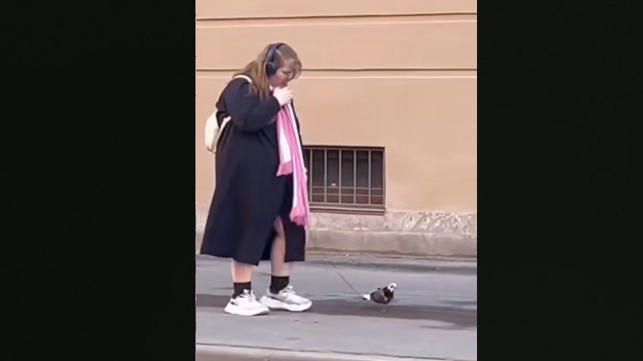 Москвичка вывела на прогулку голубя на поводке (видео)