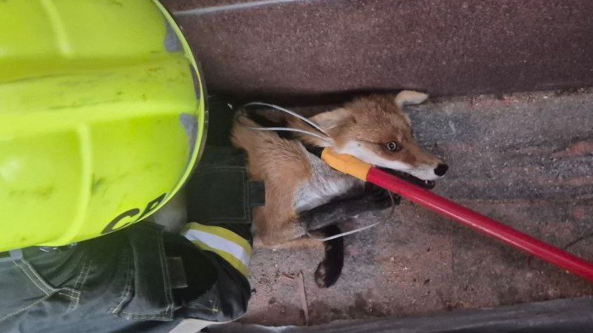 Лису заметили прячущейся на складе стройматериалов у храма Христа Спасителя