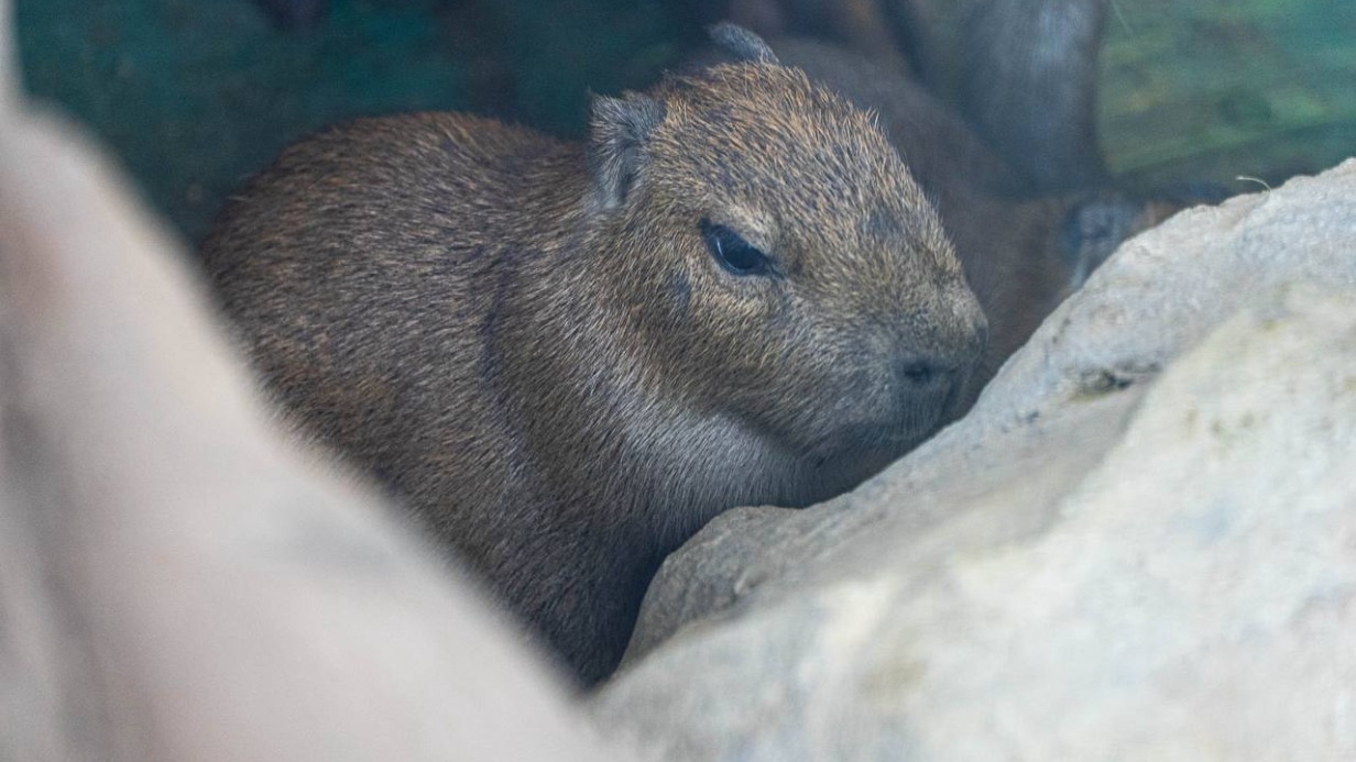 Акулова: Детеныш капибары из Московского зооапрка родился слабым