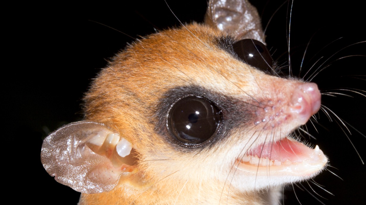 Неизвестное науке сумчатое нашли в высокогорье Анд