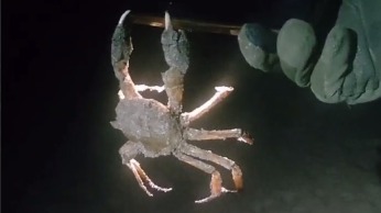 Житель Сахалина поймал краба с помощью смартфона и снял это на видео