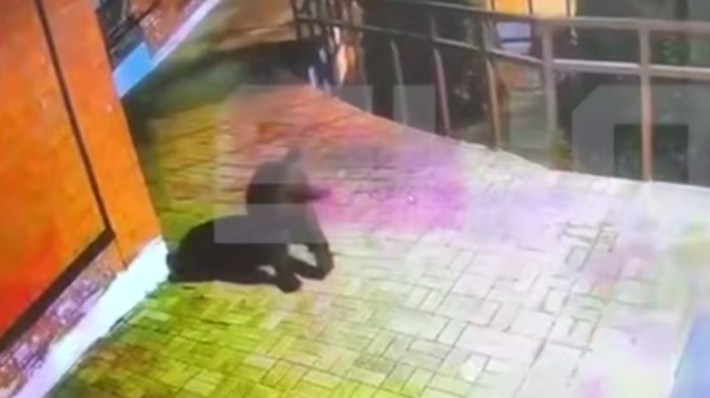 Медведя заметили около отдела полиции на Красной поляне