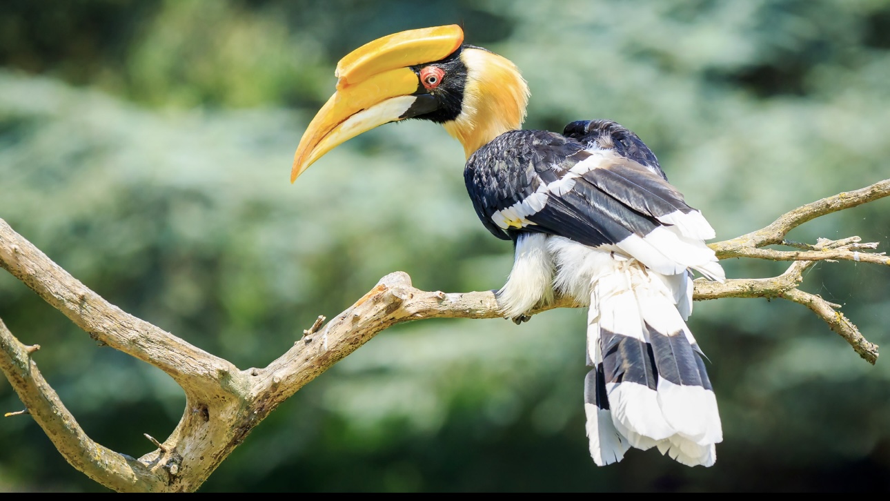 Большой индийский калао улетел из Ленинградского зоопарка