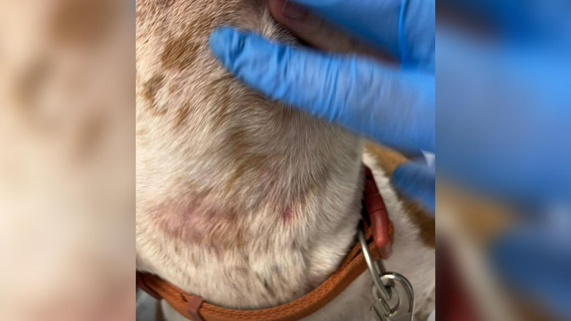 Певица Mona сняла на видео обстановку в скандальной «тюрьме» для собак в Чехове