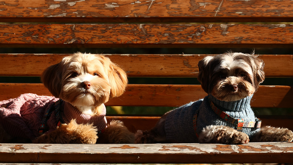 Почему собаки чувствуют боль своего хозяина