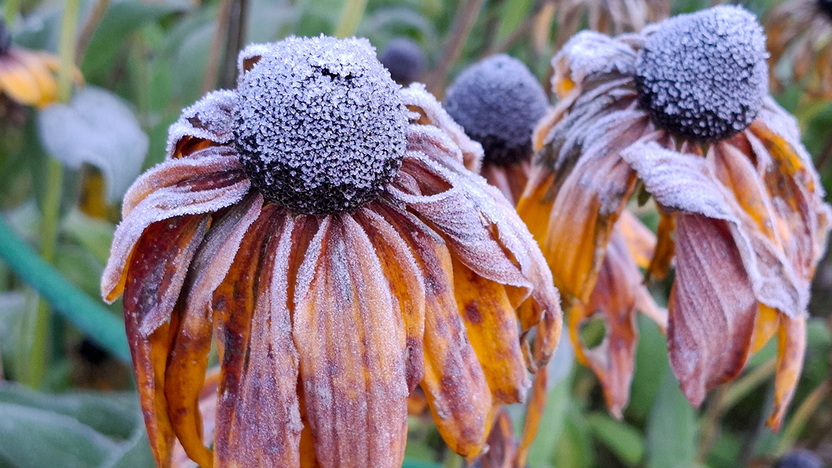 Метеоролог Позднякова: В Москве началось предзимье