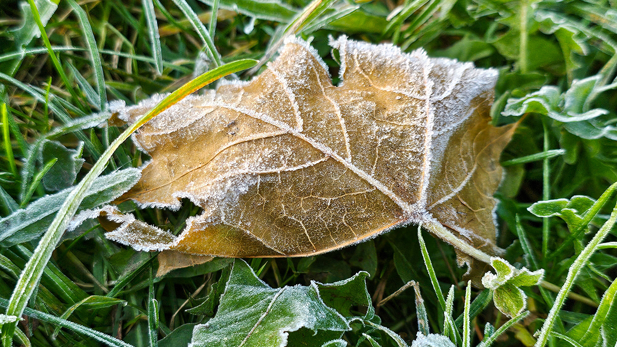 Синоптик Вильфанд пообещал москвичам морозную зиму 