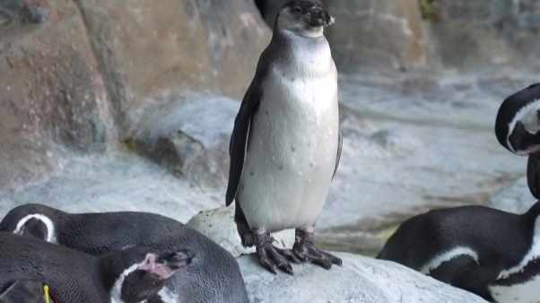 Московский зоопарк показал кадры с резвящимися пингвинами