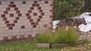 Полицейский застрелил волка, проникшего в детский сад в Вологодской области